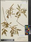Foto von Salix alba L. x Salix fragilis L.